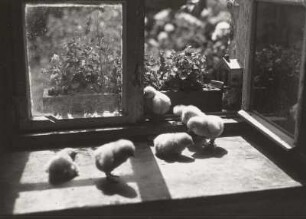 Küken auf einem Fensterbrett in der Sonne
