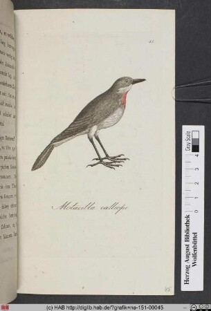 Motacilla Calliope.