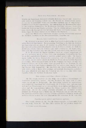 Papilla nervi optici und Nervus opticus.