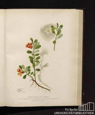 Vaccinium Vitis Idaea Linné. Preiselbeere.