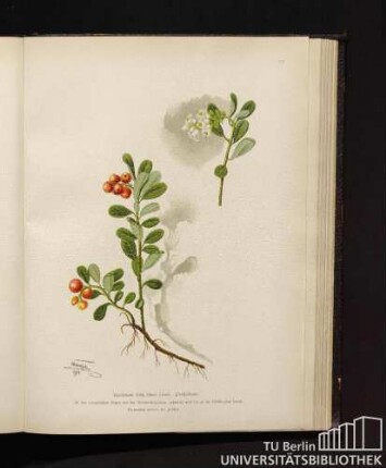 Vaccinium Vitis Idaea Linné. Preiselbeere.
