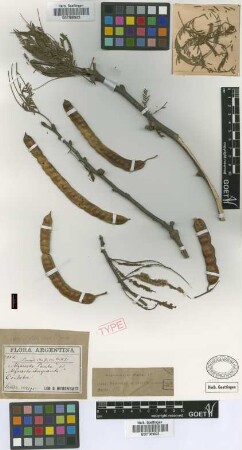 Prosopis alba Griseb. var. Griseb. panta