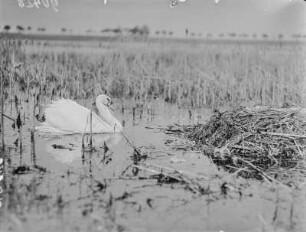 Höckerschwan : Eschefelder Teiche. Höckerschwan (Cygnus olor Gmelin) am Nest.