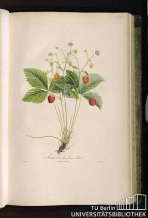 Pl. XXXVI. Fraisier des bois cultivé.