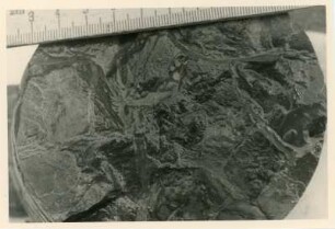 Bohrkern der Tiefenbohrung Freital (F 9), Teufe (Tiefe im Bergwerk) 249,50-254,70 m, 10 cm vor Krone (circa 254,60 m). Niederhäslich-Schweinsdorf Formation. Echte Trockenrisse; Gegendruck. Bannewitz-Boderitz, Bohrpunkt südlich des letzten Hauses, östlich der Straße zum Marienschacht