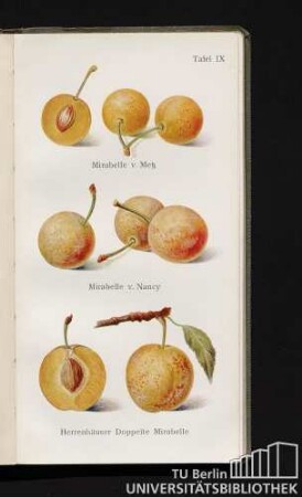 Tafel IX. Mirabelle v. Metz, Mirabelle v. Nancy und Herrenhäuser Doppelte Mirabelle.