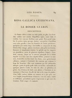 89-90, Rosa Gallica Gueriniana. Le Rosier Guerin.