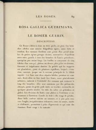 89-90, Rosa Gallica Gueriniana. Le Rosier Guerin.