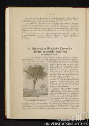 5. Die essbare Mährische Eberesche (Sorbus aucuparia moravica).