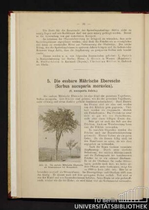 5. Die essbare Mährische Eberesche (Sorbus aucuparia moravica).