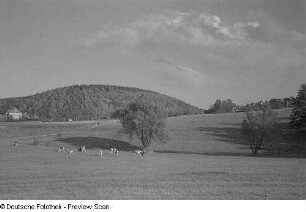 Kühe auf einer Wiese im Tharandter Wald