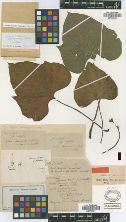 Ipomoea batatas (L.) Lam. var. Griseb. porphyrorhiza[lectotype]