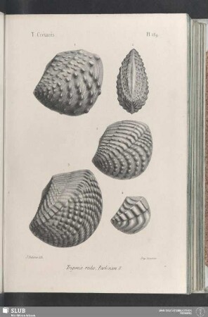 Pl. 289