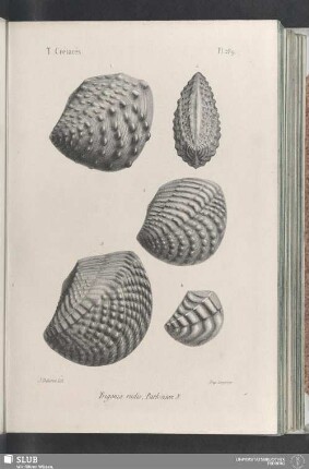 Pl. 289