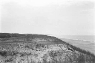 Düne : Vegetation auf einer Düne bei Nida.