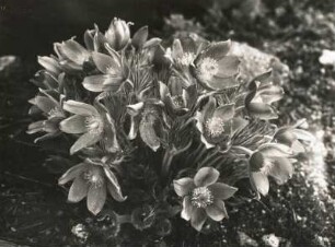 Gewöhnliche Kuhschelle (Pulsatilla vulgaris)