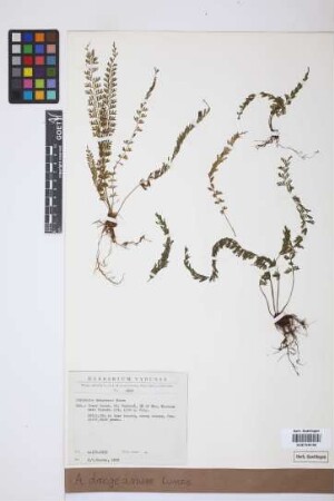 Asplenium dregeanum Kunze
