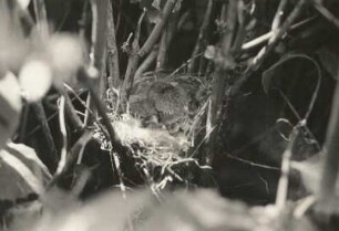 Sperlingsvögel (Passeres). Bluthänfling oder Hänfling (Carduelis cannabina), Nest mit Jungvögeln