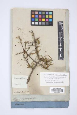Rhamnus Erythroxylon Pall.