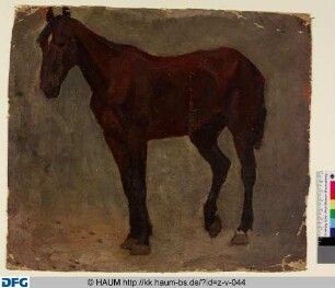 Braunes Pferd in ganzer Figur nach links