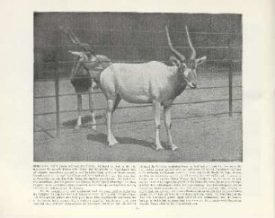 Mendes-Antilope