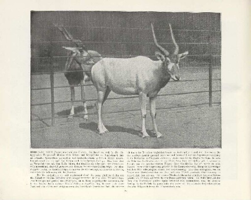 Mendes-Antilope