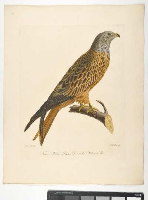 Falco Milvus. Linn. Der rothe Milan. Mas. - Rotmilan. Milvus milvus; mas. - Zeichner: Ambrosius Gabler; Stecher: Johann Carl Bock