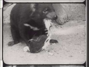 Australian Dasyurids (Dasyuridae) - Native Cat, Native Devil, Native Wolf