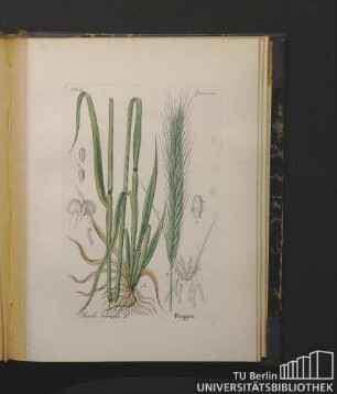 Gramineae. Secale cereale L. Roggen.