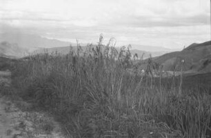 Alang Alang am Abstieg : Berglandschaft mit Weg und Wiesen