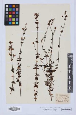Hypericum