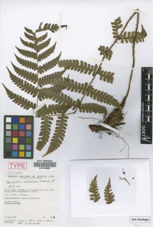 Megalastrum bolivianum M.Kessler & A.R.Sm. [isotype]