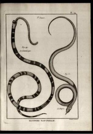 Pl. 24