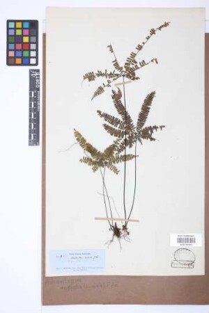 Adiantopsis radiata