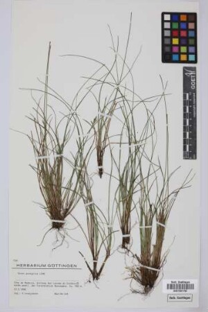Carex peregrina Link