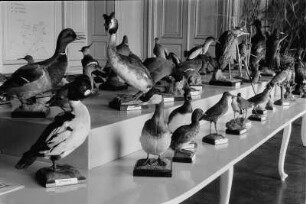 Moritzburg. Staatliche Vogelschutzwarte. Ausstellungstisch mit Vogelpräparaten