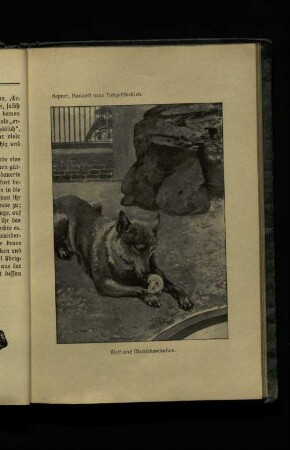Wolf und Meerschweinchen