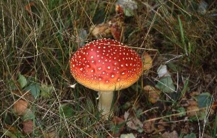 Der Harz - Fliegenpilz im Wald : Fliegenpilz. Aufgenommen im Harz ca. 1995