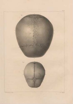 Schädel eines Erwachsenen und eines Fetus (von oben)