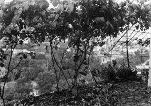 Weinreben : Weinrebe mit Trauben in Funchal. Im Hintergrund ein Hügel mit Bäumen und Häusern.