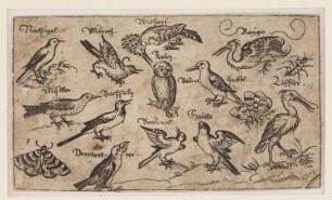 Zwölf Vögel und Schmetterlinge