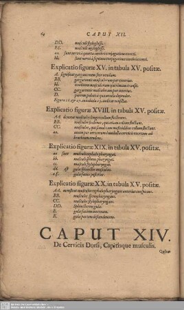 Caput XIV. De Cervicis Dorsi, Capitisque musculis