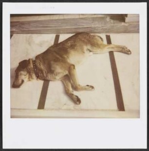 Schlafender Hund in Athen