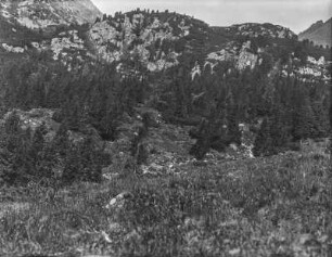 Bewaldeter Berghang : Ein bewaldeter Berghang