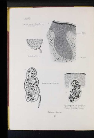 32. Tastkörperchen, Schema.