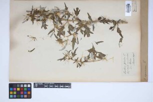 Xanthium spinosum L.
