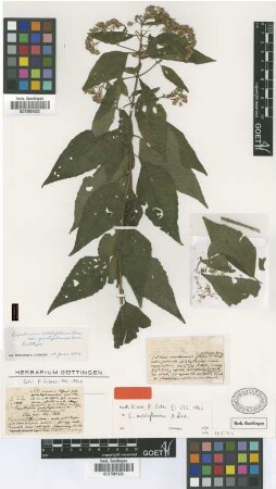 Eupatorium celtidifolium Lam. var. Griseb. quintuplinerve[lectotype]