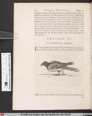 De l´Hirondelle de l´Amerique.
