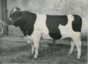 Preisgekrönter Holstein-Bulle bei der British Friesian Cattle Society's Show and Sale in Reading (England)