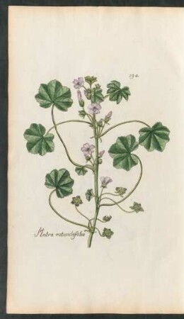 194. Malva rotundifolia